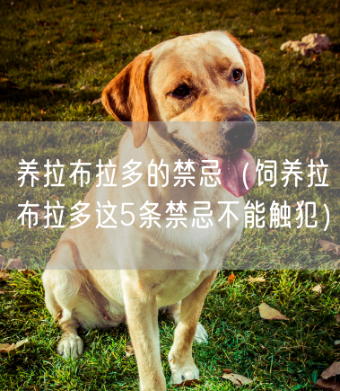 养拉布拉多的禁忌（饲养拉布拉多这5条禁忌不能触犯）