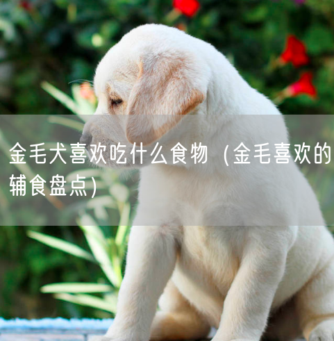 金毛犬喜欢吃什么食物（金毛喜欢的辅食盘点）