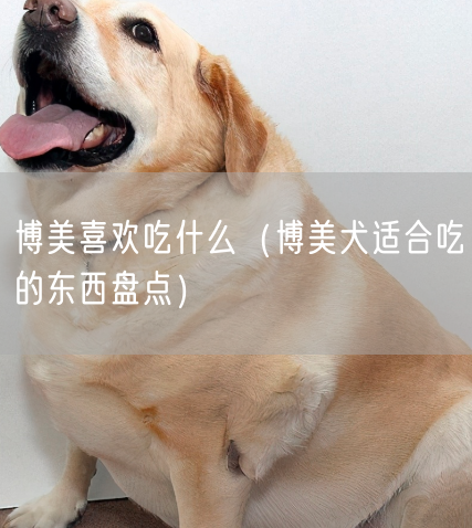 博美喜欢吃什么（博美犬适合吃的东西盘点）