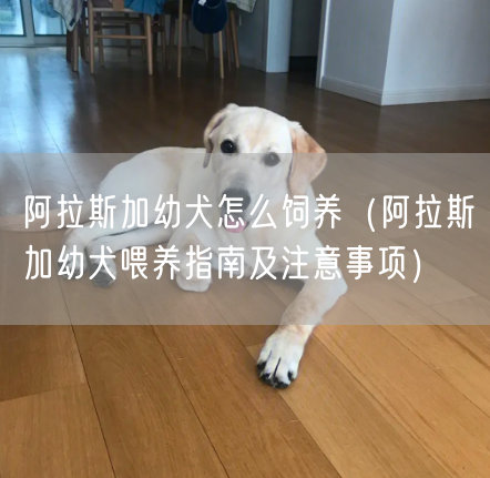 阿拉斯加幼犬怎么饲养（阿拉斯加幼犬喂养指南及注意事项）