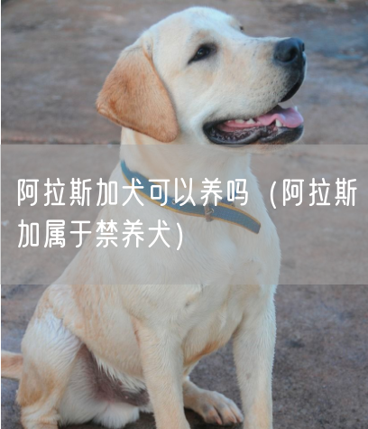 阿拉斯加犬可以养吗（阿拉斯加属于禁养犬）