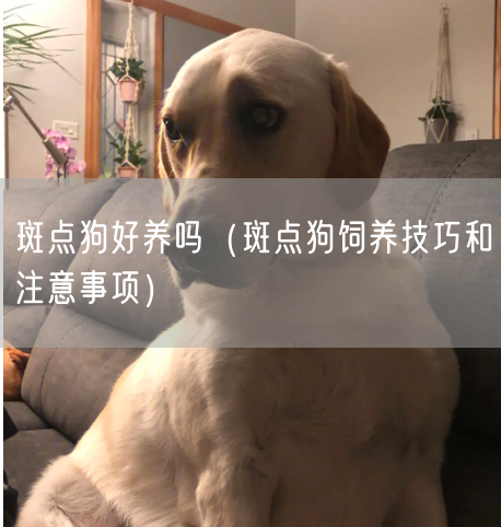 斑点狗好养吗（斑点狗饲养技巧和注意事项）