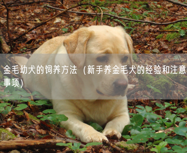 金毛幼犬的饲养方法（新手养金毛犬的经验和注意事项）