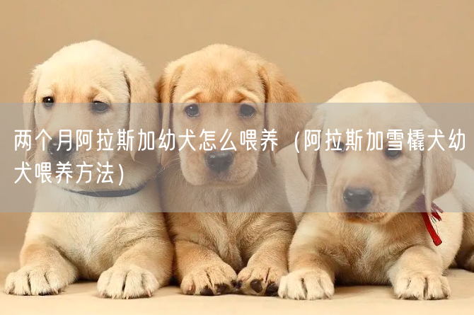 两个月阿拉斯加幼犬怎么喂养（阿拉斯加雪橇犬幼犬喂养方法）