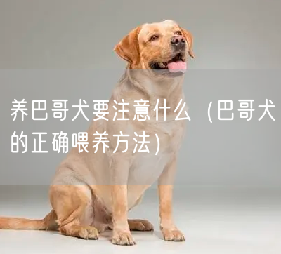 养巴哥犬要注意什么（巴哥犬的正确喂养方法）