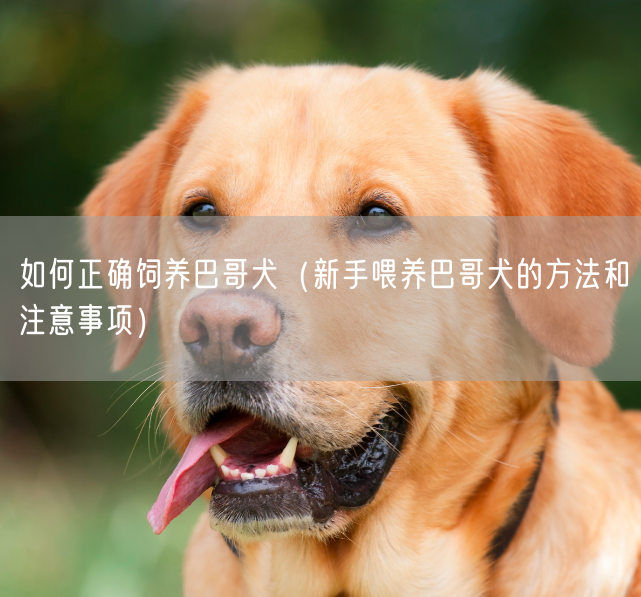 如何正确饲养巴哥犬（新手喂养巴哥犬的方法和注意事项）