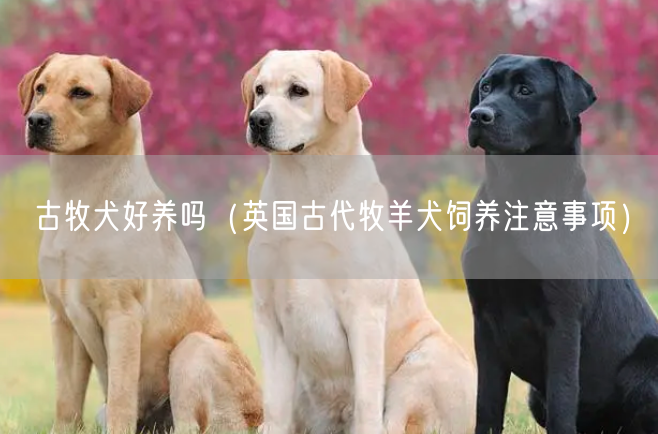 古牧犬好养吗（英国古代牧羊犬饲养注意事项）