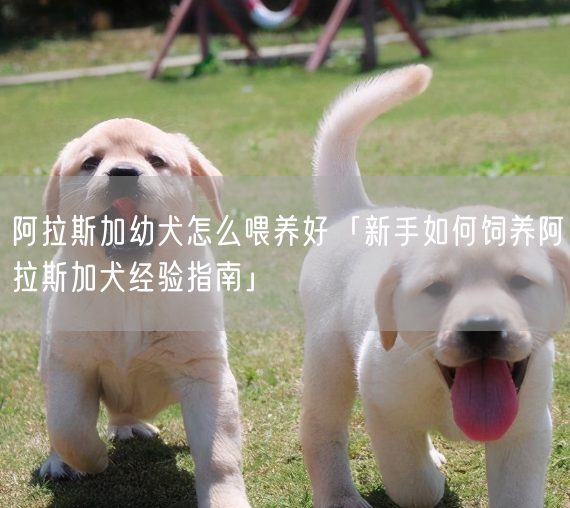 阿拉斯加幼犬怎么喂养好「新手如何饲养阿拉斯加犬经验指南」