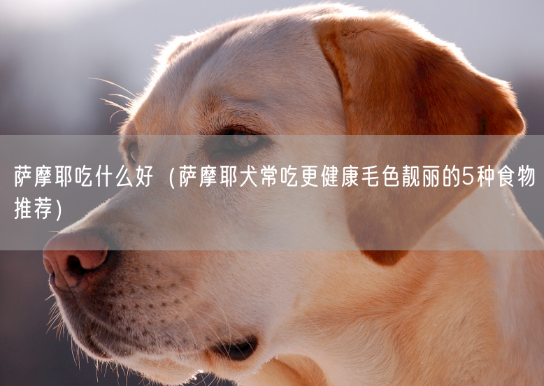 萨摩耶吃什么好（萨摩耶犬常吃更健康毛色靓丽的5种食物推荐）