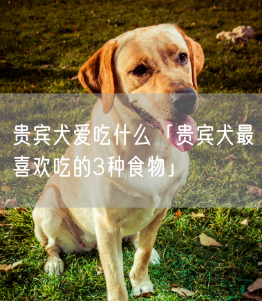 贵宾犬爱吃什么「贵宾犬最喜欢吃的3种食物」