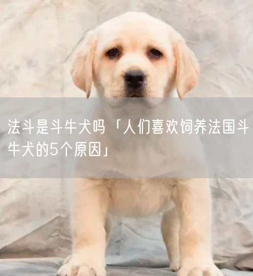 法斗是斗牛犬吗「人们喜欢饲养法国斗牛犬的5个原因」