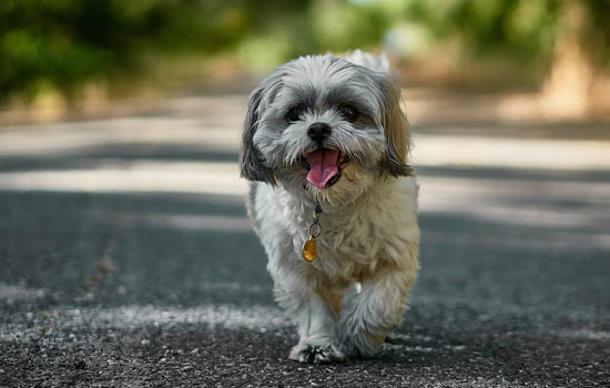 柴犬太皮几个月以后就不皮了