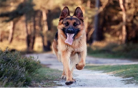 ​德牧犬多大才开始护主