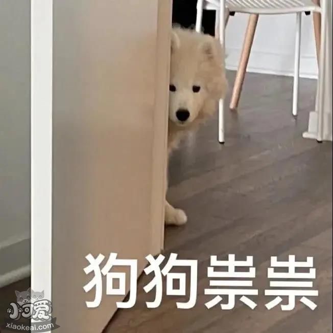 什么！狗狗竟然也社恐？