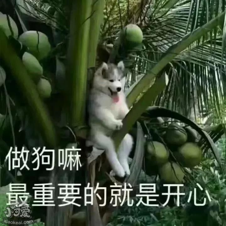 什么！狗狗竟然也社恐？