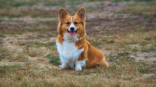 柯基犬呕吐怎么回事