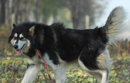 松狮犬皮肤病怎样治疗最有效