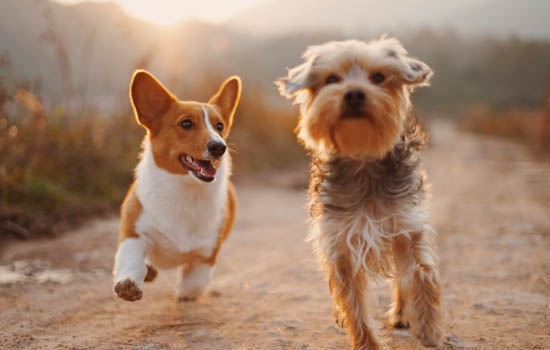 贵宾犬细小病毒病程