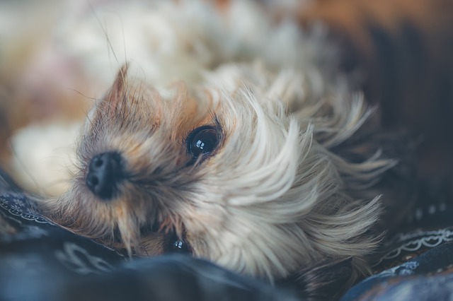 怎么判断狗狗是否携带狂犬病毒