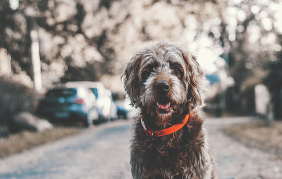 小狗有狂犬病毒什么症状