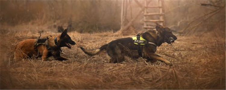 如何预防狂犬病 一定要从生活中预防