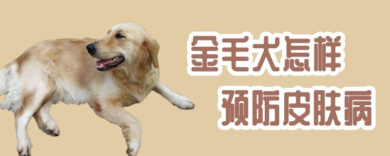 金毛犬怎样预防皮肤病