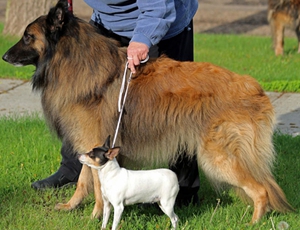 比利时特伏丹犬中暑怎么办 中暑解决办法