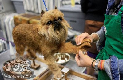 布鲁塞尔格里芬犬细小常见症状有什么