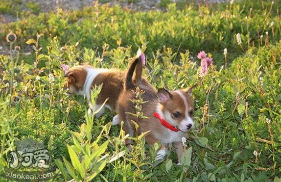 挪威伦德猎犬怎么驱虫 挪威伦德猎犬驱虫方法1