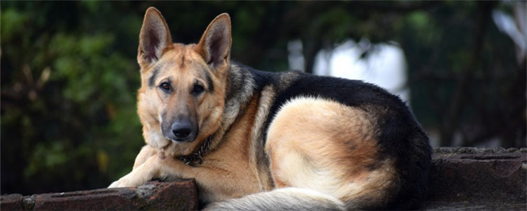 狗狗老是咳咳咳后干呕 狗狗可能患犬窝咳了