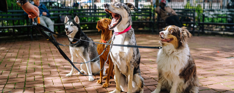 犬瘟细小是怎么传染的 这些事情千万不要做！