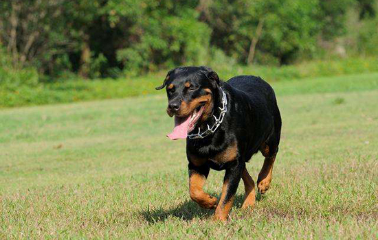 世界十大禁养猛犬排名 极其难以被驯服的犬种世界十大禁养猛犬排行 极其难以被驯服的犬种世界十大禁养猛犬排行榜 有一种连人都吃！世界十大禁养猛犬排行榜 有一种连人都吃！