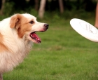 哪些食物适合给犬补饲?