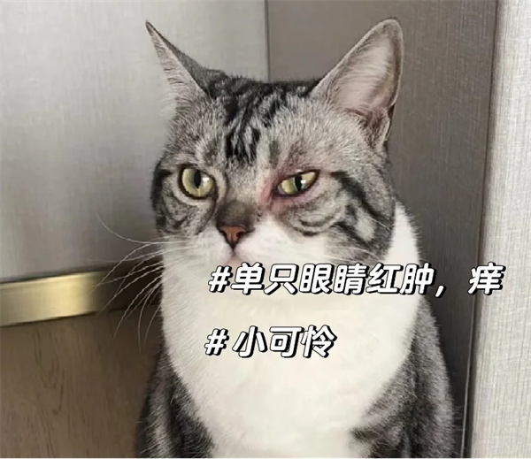 猫咪眼睛发炎怎么办？