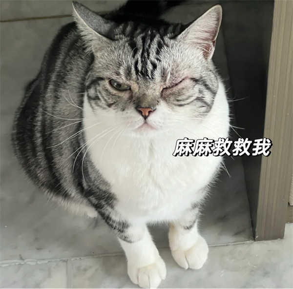 猫结膜炎怎么治疗？