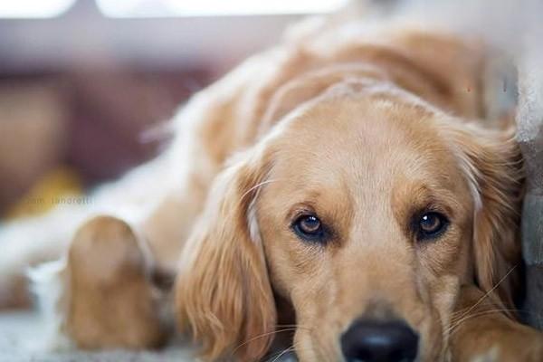 犬猫营养相关的常见疾病与饮食调理