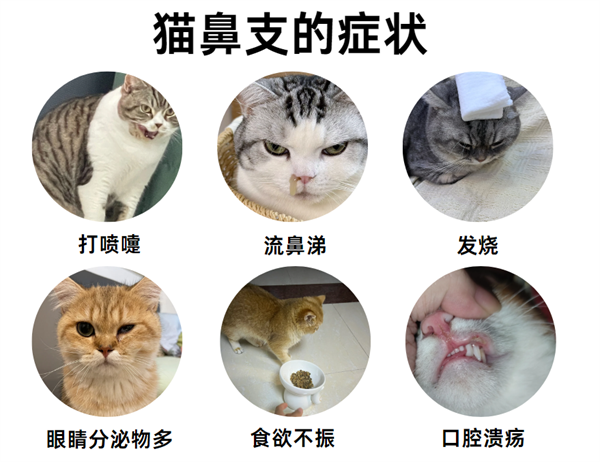 猫鼻支症状