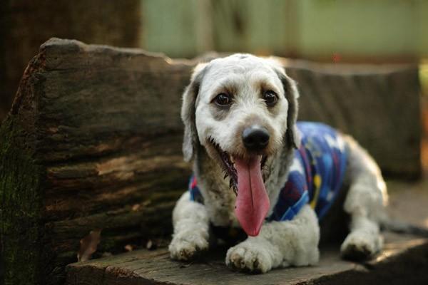 犬脂溢性皮炎的症状