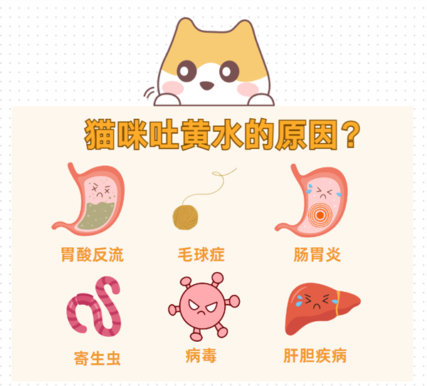 猫咪吐黄水是什么原因？