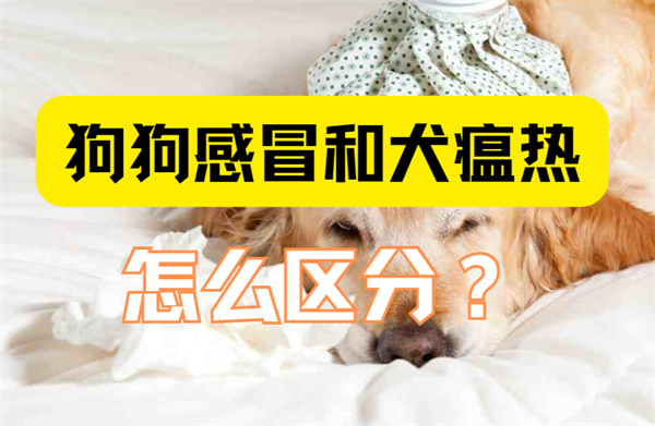 狗狗感冒和犬瘟热怎么区分