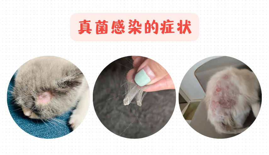 猫咪真菌感染皮肤病