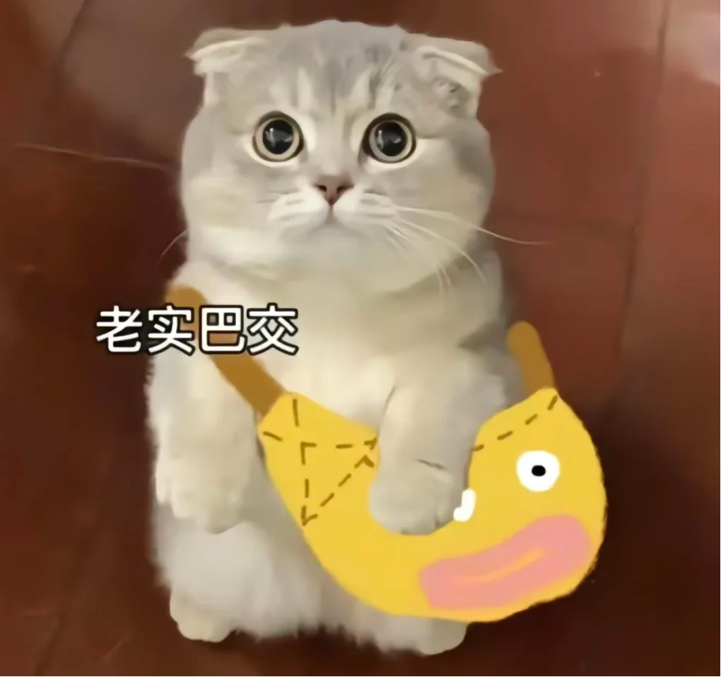 猫咪皮肤病