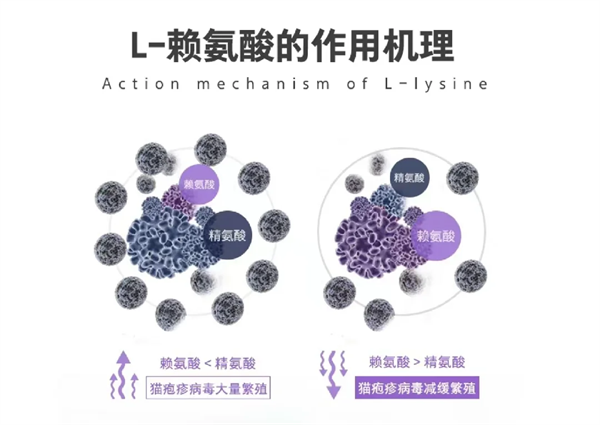 猫鼻支吃赖氨酸有用吗？