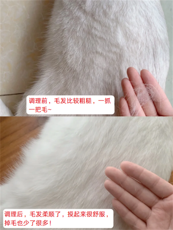 猫咪掉毛严重怎么解决？