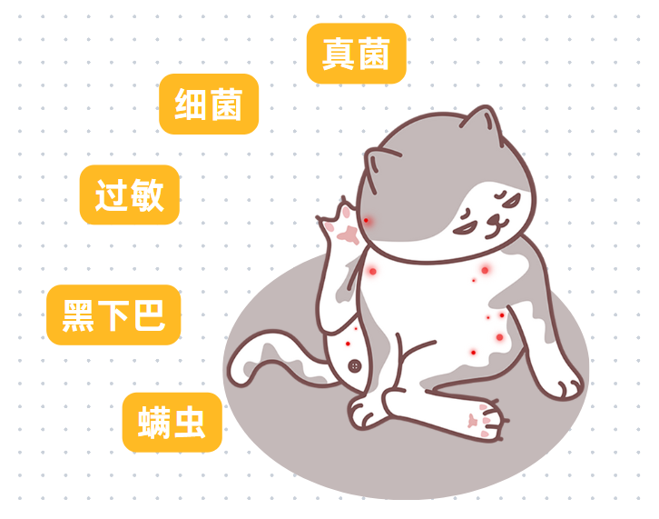 猫咪皮肤病大全