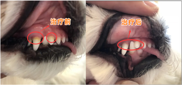 狗狗口腔溃疡怎么办？