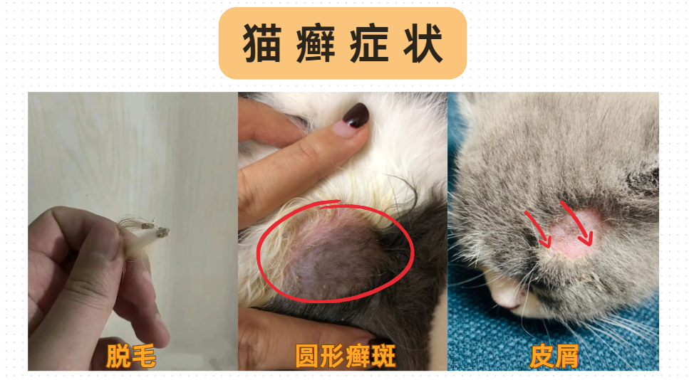 猫癣的症状