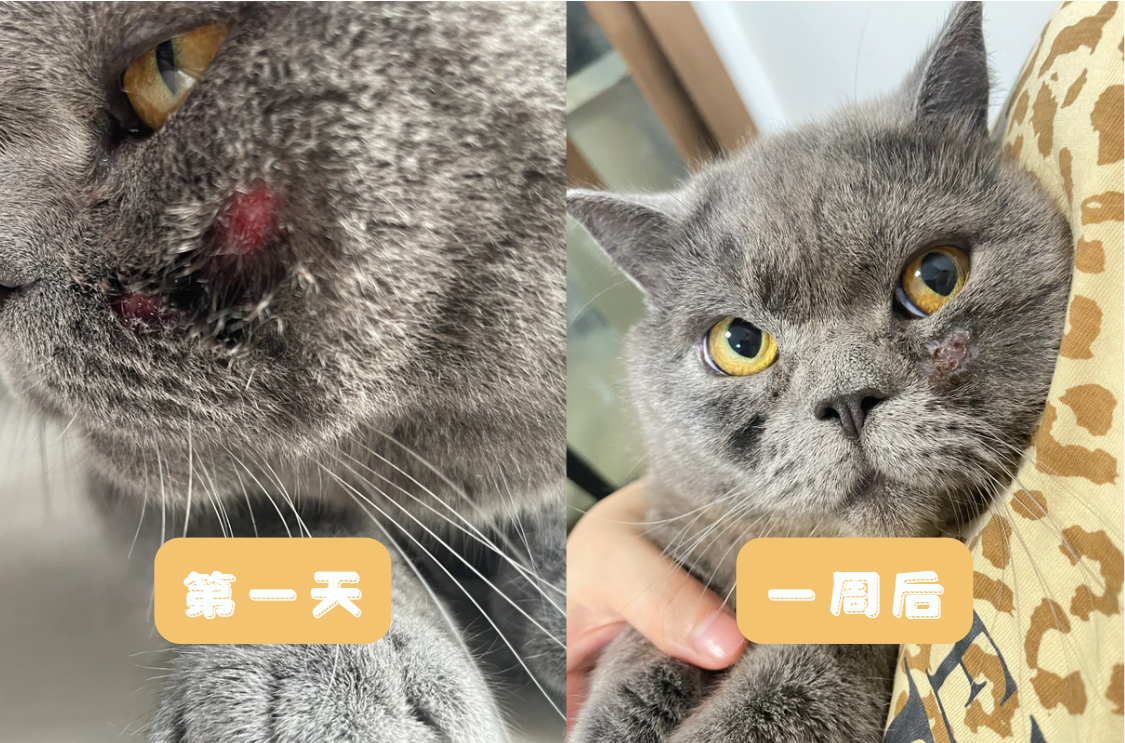 猫癣化脓怎么办？