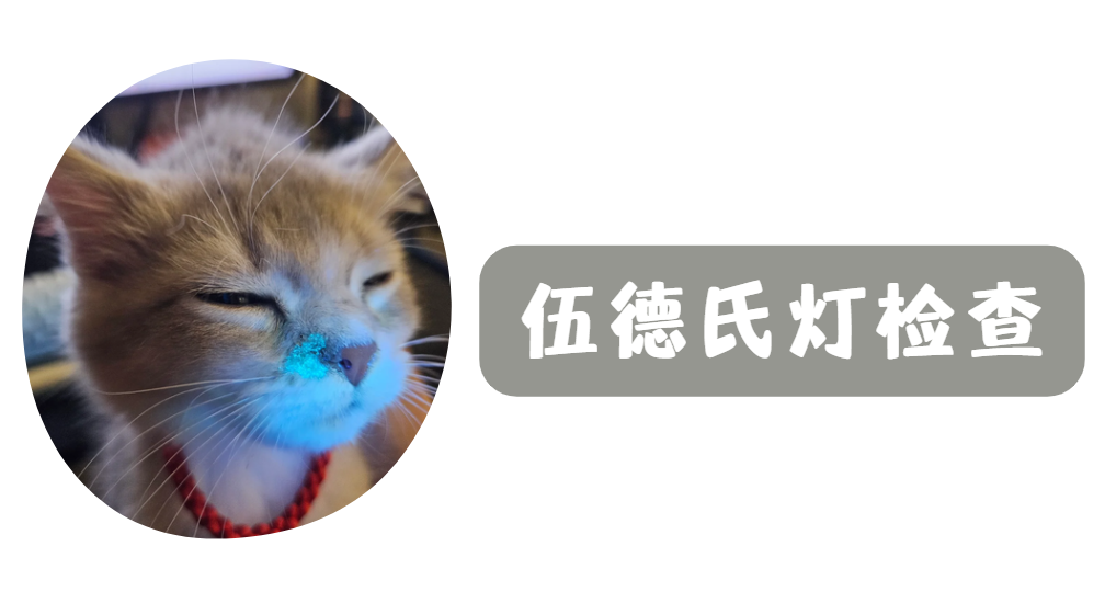 猫癣怎么判断