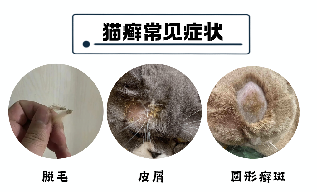 猫癣的症状图